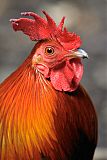 Red Junglefowl